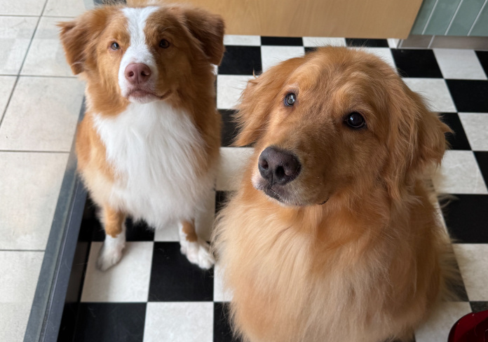 JunoAndLeon_shampooDog