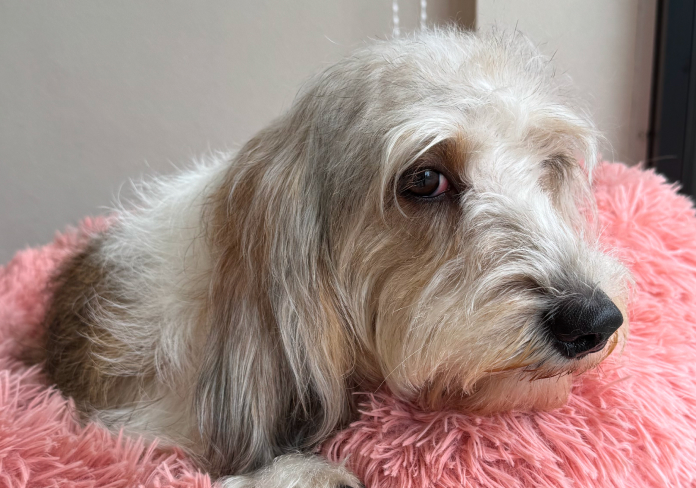 JunoAndLeon_shampooDog