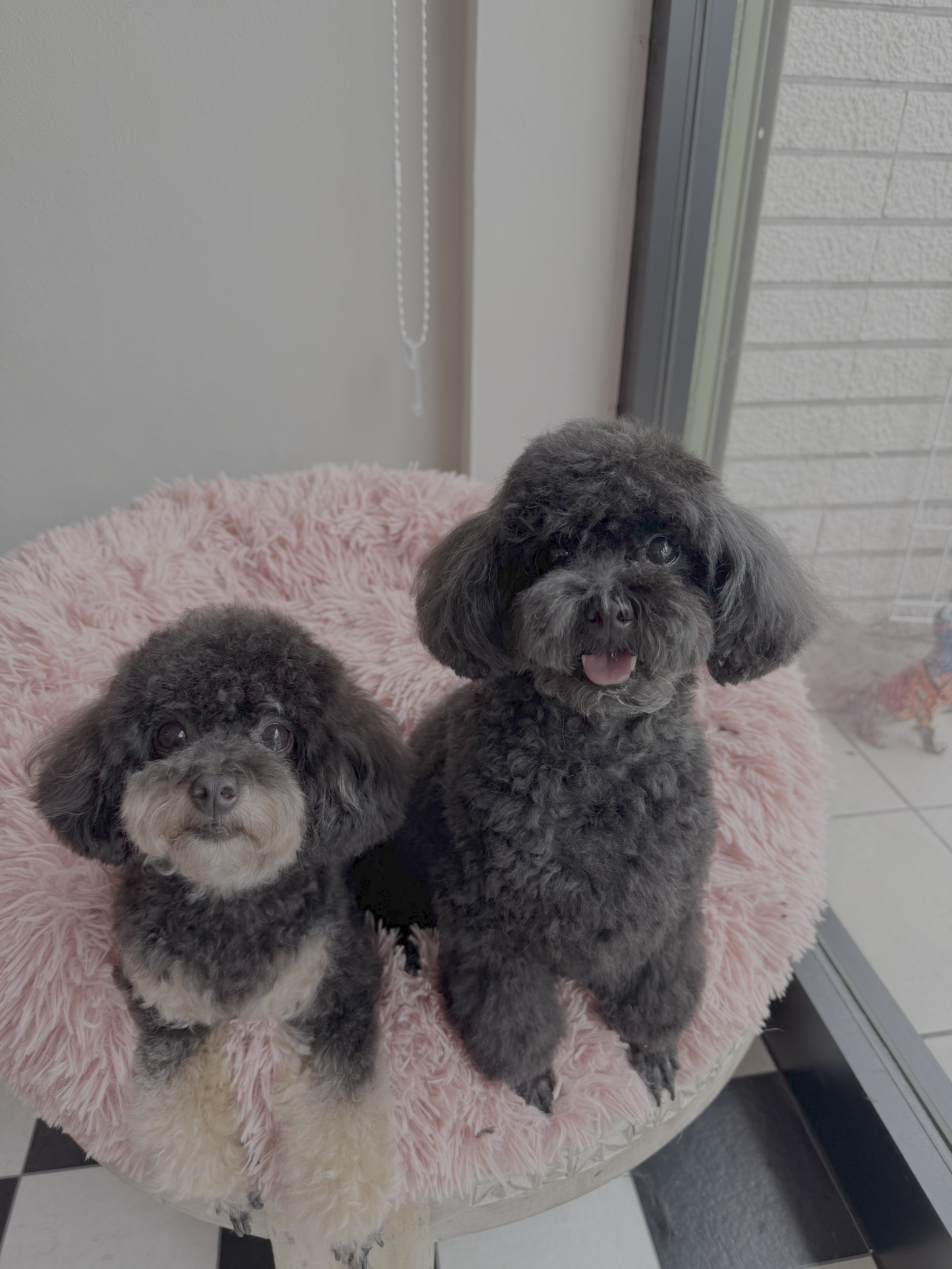 JunoAndLeon_shampooDog