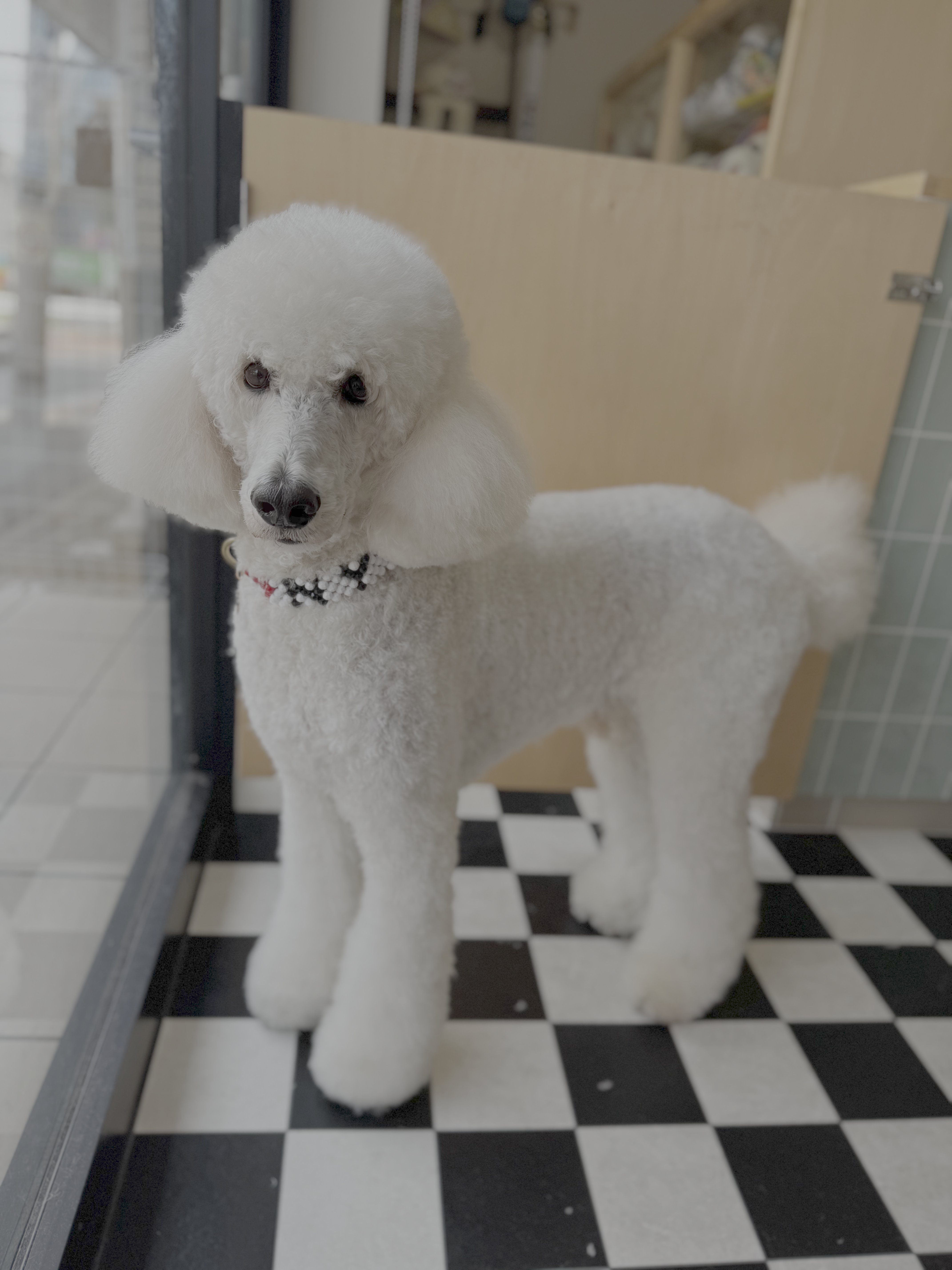 JunoAndLeon_shampooDog