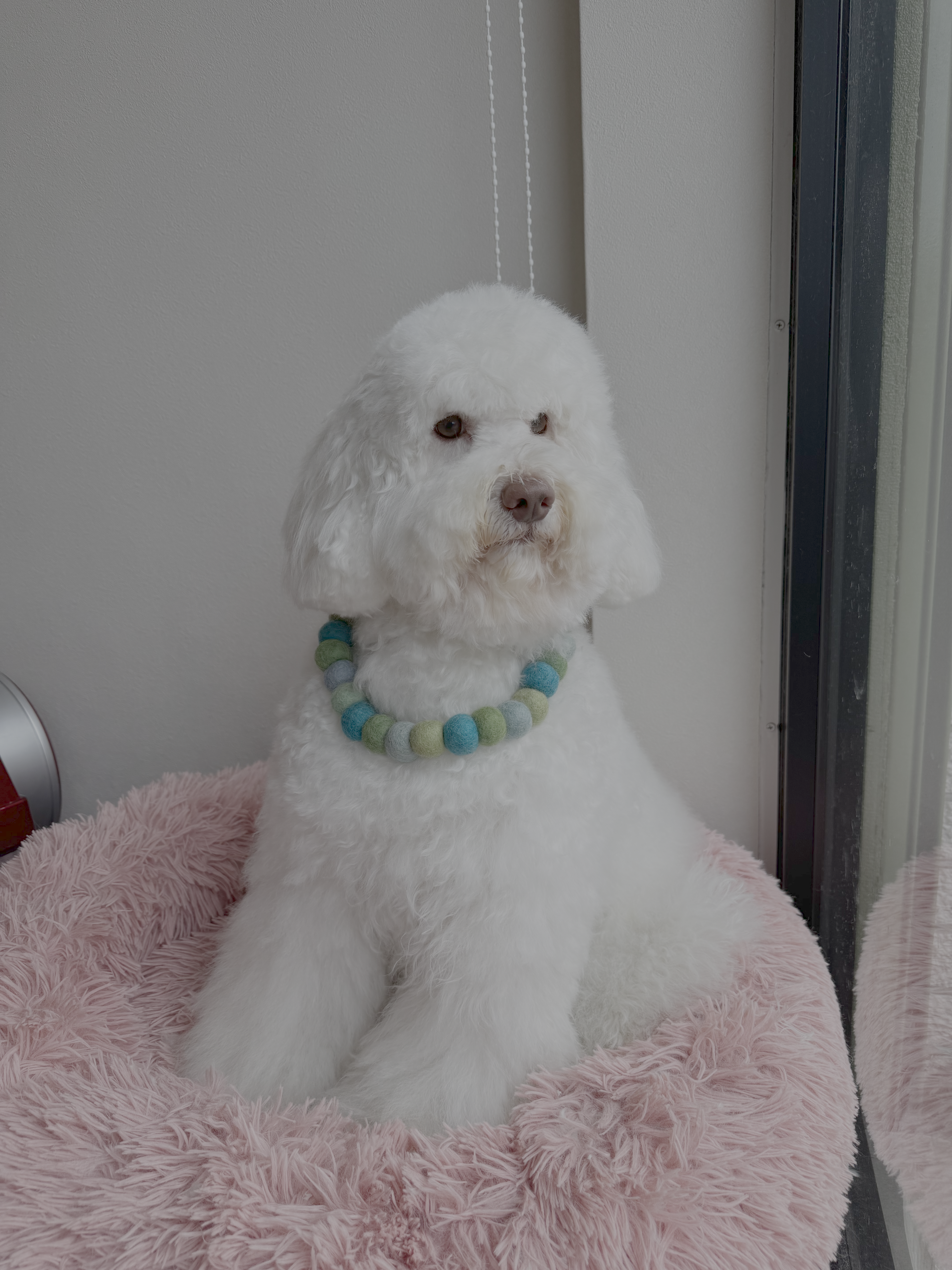 JunoAndLeon_shampooDog