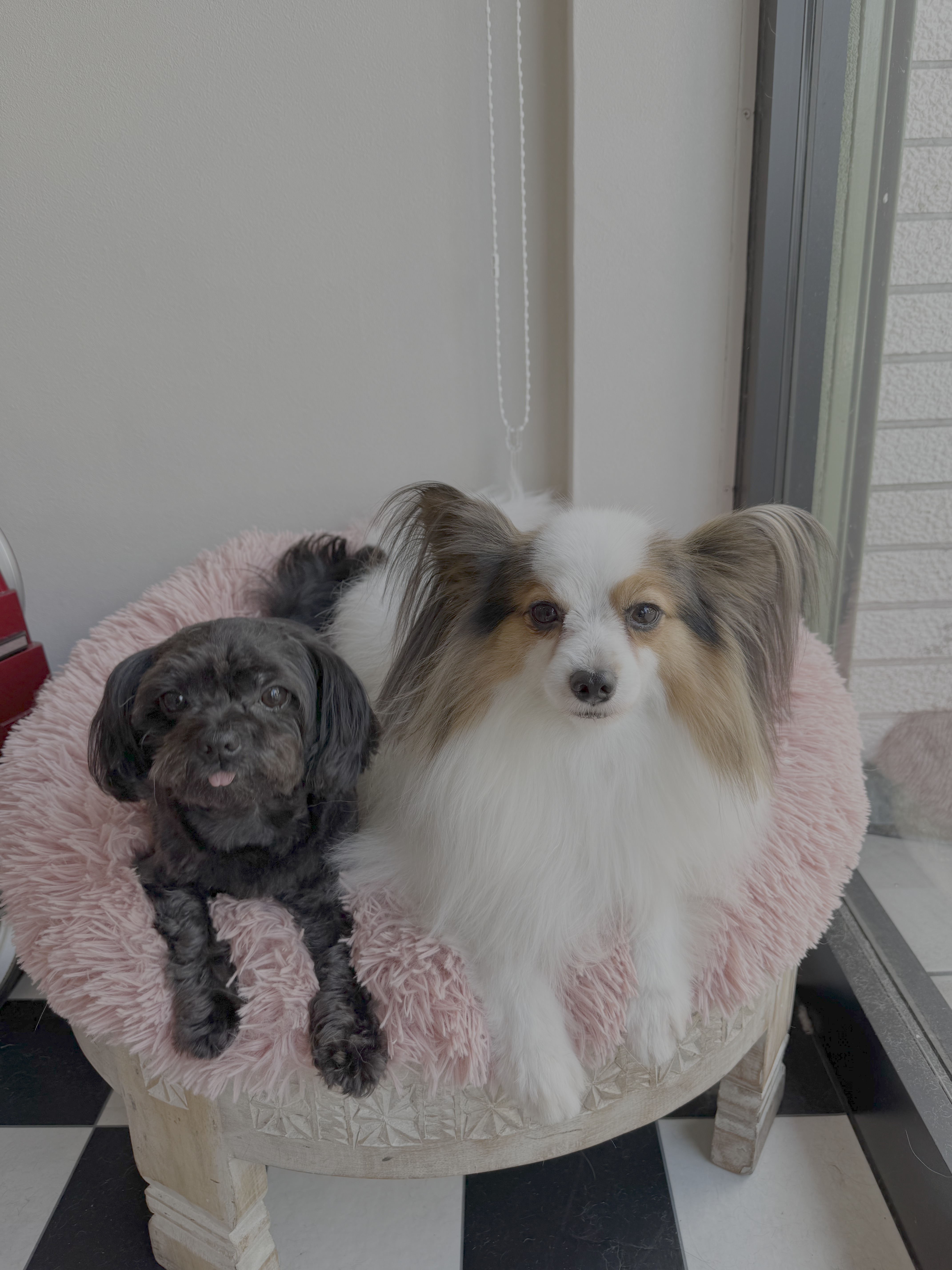 JunoAndLeon_shampooDog